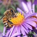 abeille